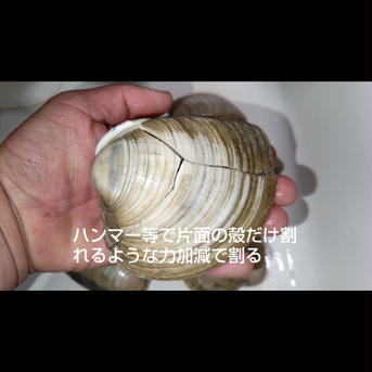 どデカいホンビノス貝と大きなホンビノス貝 35玉 魚介類/ホンビノス通販