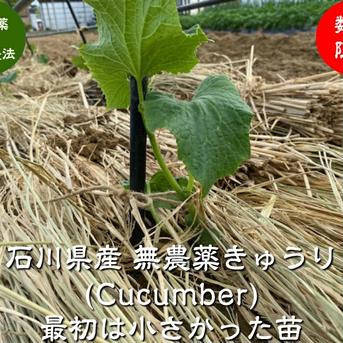 無農薬栽培 きゅうり （無農薬キュウリ）Cucumber 訳あり6本 無農薬きゅうり　6本 野菜/きゅうり通販