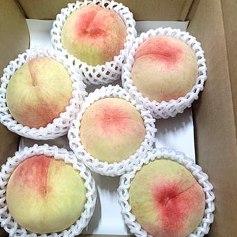 《冷蔵便》【家庭用】桃 1.2kg (5～7玉) 愛媛県産 5～7玉 果物/もも通販