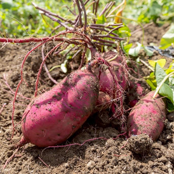 兵庫県産紅はるか さつまいも 農薬不使用 熟成3ヶ月10kg M~L 年末大