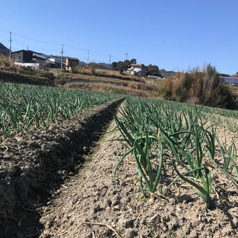 ワケあり！！淡路島産　新玉ねぎ　5キロ 5キロ（箱含む） 野菜/玉ねぎ通販