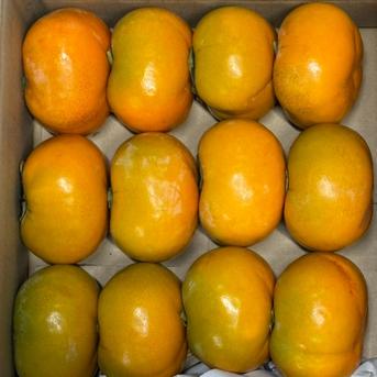 送料込み】和歌山のたねなし柿 がっつりSサイズ5kg（30-40個）ご家庭用