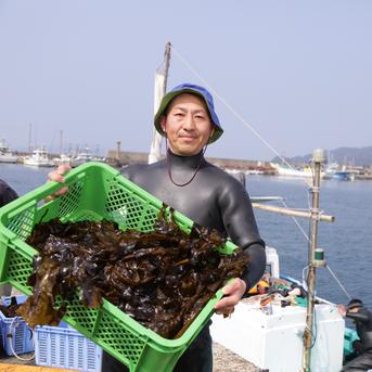 玄界灘産の天然 塩蔵 わかめ１２袋 塩蔵ワカメ120ｇ×12袋（1440ｇ) 魚介類/海藻通販