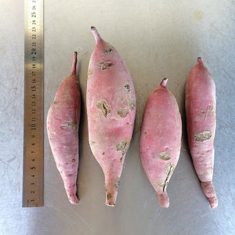 訳ありB品】熟成不要のさつま芋「あまはづき10kg」（虫害・割れ・キズ