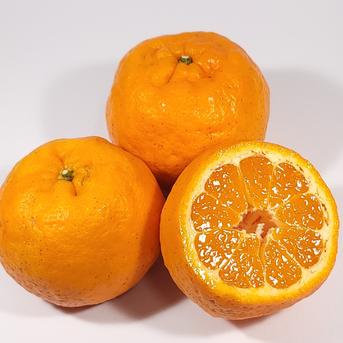 5kg(箱込み) 】 和歌山ポンカン 訳あり ｜ 果物/その他柑橘類 産直