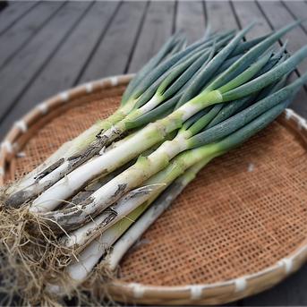 限定】旬の味！深谷蜜ねぎ5キロ（訳あり） | 野菜/ねぎ 産直アウル