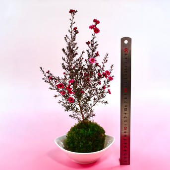 苔玉 梅 outdoor 予約商品 2 16発送 苔玉 天皇梅 テンノウメ イソザンショウ 4 5号の通販 グリーンスナップ ストア 観葉植物や多肉植物 花苗の通販