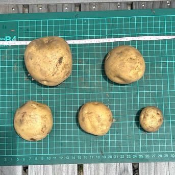 無農薬】新じゃがいも(男爵) 10kg ｜ 野菜/じゃがいも 産直アウル 農家