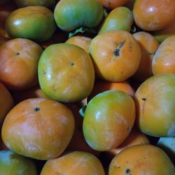 吉田屋のたねなし柿(中谷早生) 箱込み約2kg ｜ 果物/柿 産直アウル