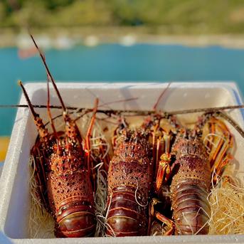 【アウルの日】限定1500円引き！イセエビ　２㎏ ２㎏　３匹～６匹 魚介類/エビ通販