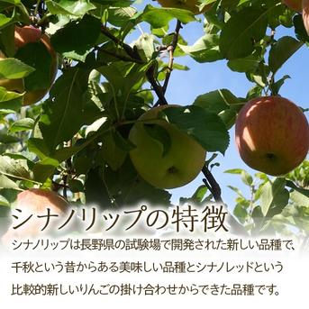 りんご【シナノリップ】約5kg 2026年度予約受付中 新品種 長野県限定