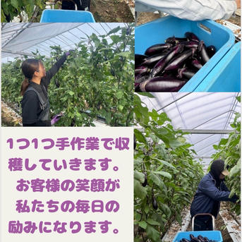 高知県産ナス16Kg約190本 ｜ 野菜/茄子 産直アウル 農家・漁師など生産