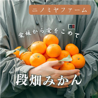 みかん箱3箱分ダンボールパンパン詰めます ヒバ コニファー