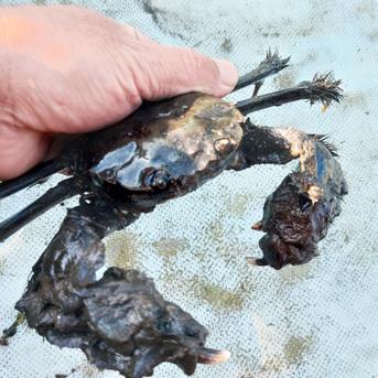 活モクズガニ【海水なしタイプ】 小中サイズ１kg(目安 10-20杯) ツガニ つがに 宮城県松島産  配送地域四国中国九州沖縄の方におススメ  他に大サイズも出品中 もくずがに 1kg 魚介類/カニ通販