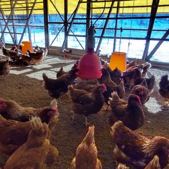 平飼い養鶏卵 40個 40個 卵/鶏卵通販