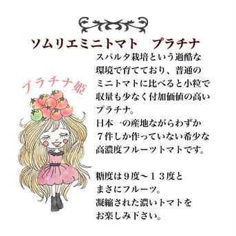 【6日終了】④希少な高濃度フルーツトマト　ソムリエミニトマト　プラチナ約2kg（100玉から170玉） 箱込み2kg 野菜/トマト通販
