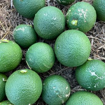 自然栽培】カボス 5kg箱詰 完全無資材／農薬不使用・無肥料・無除草剤