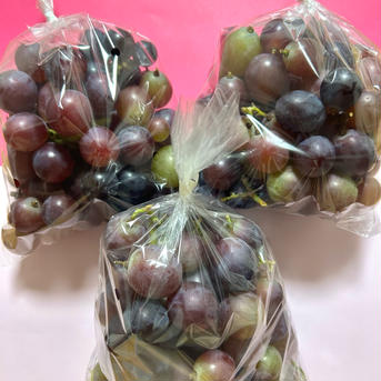 生食OK！加工用ぶどう ぶどう1.8kg(600g×3袋) 果物/ぶどう通販