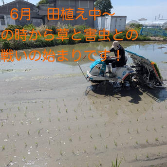 ヒノヒカリ 令和7年秋 10kg ｜ 米・穀物/米/精米 産直アウル 農家 