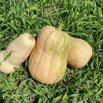 無農薬西洋かぼちゃ ｜ 野菜/かぼちゃ 産直アウル 農家・漁師など生産 