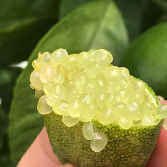 今だけ増量祭り！フィンガーライムおまかせセット 約100g ｜ 果物/香酸