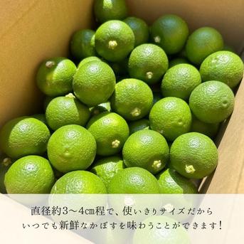 小さくて使いやすい！種無し小玉かぼす2kg（約40～60個） 種なしかぼす小玉2kg 果物/香酸柑橘(ライム・レモン等)通販