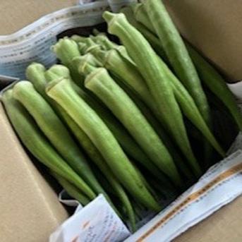 夏野菜の定番おくら詰合せ 1㎏　おくら50～70本前後 野菜/オクラ通販