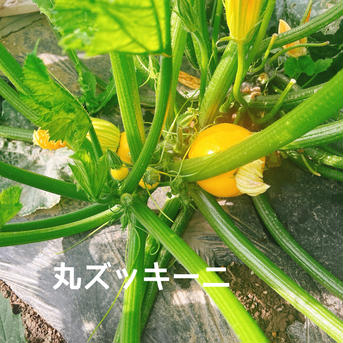 【限定】旬のたっぷり夏野菜セット（クール便） 80サイズ【夏野菜5~7品目】 野菜/野菜セット・詰め合わせ通販