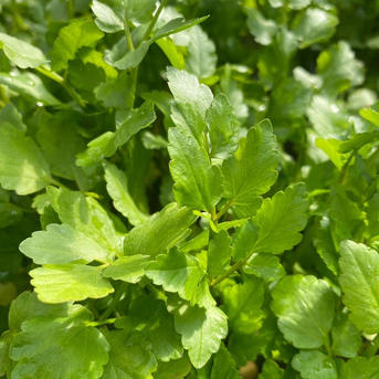 根っこが主役！湯沢市産『三関せり』家庭用1kg | 野菜/その他野菜 産直