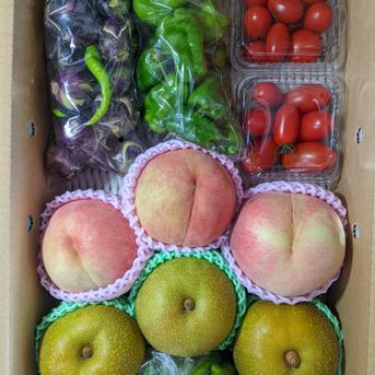 アイコ、シシトウ、ナス、ピーマン、桃、梨 4430g 野菜/野菜セット・詰め合わせ通販