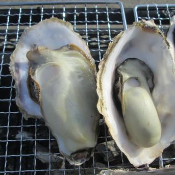 【10％OFF設定中】加熱用牡蠣　１０ｋｇ生牡蠣 宮城県産 殻付き 牡蠣 殻付き 牡蠣 殻付 カキ 加熱調理用 10kg 魚介類/牡蠣通販