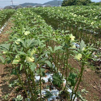 もうじき発送‼︎夏に向けて『オクラ』♪おすすめ‼️【栄養満点】美味しいオクラ オクラ60サイズ（1箱）600g〜80本〜 野菜/オクラ通販