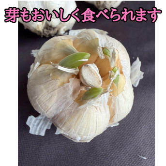 訳あり・土付き芽あり】青森にんにく白玉王（中小玉）1kg | 野菜