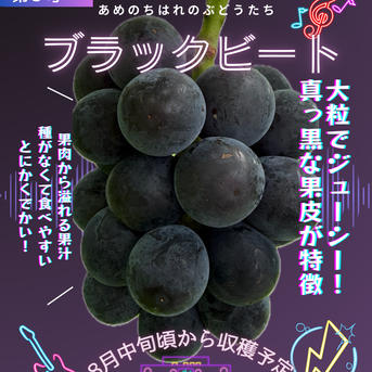 朝どれ新鮮】ブラックビート約1kg ｜ 果物/ぶどう 産直アウル 農家