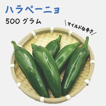ハラペーニョ 約500g 宮崎産 フレッシュ 収穫後農園から直送 ｜ 野菜