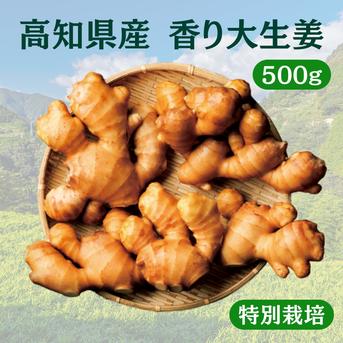 特別栽培 高知県産 香り大生姜 500g ｜ 野菜/薬味 産直アウル 農家