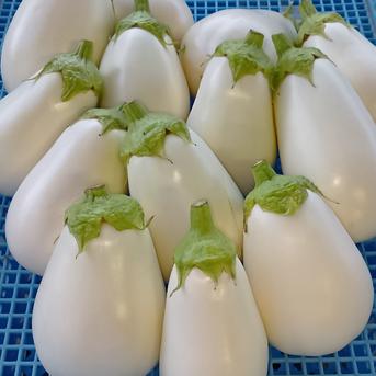 白茄子【とろーり旨なす】3㎏ ｜ 野菜/茄子 産直アウル 農家・漁師など