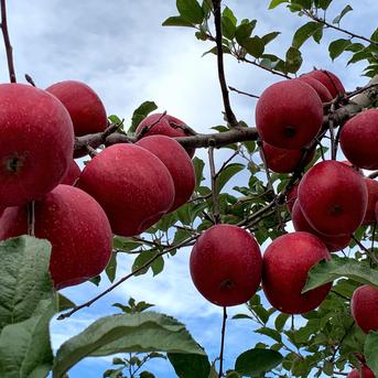 🍎青森りんご🍎～人気ナンバー1家庭用でお買得！『完熟サンふじ』【ご