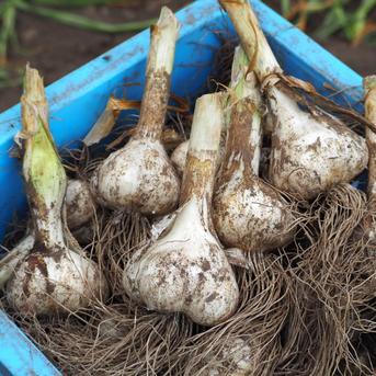 にんにくの概念が変わる！生にんにく24玉 6月中旬以降お届け ｜ 野菜
