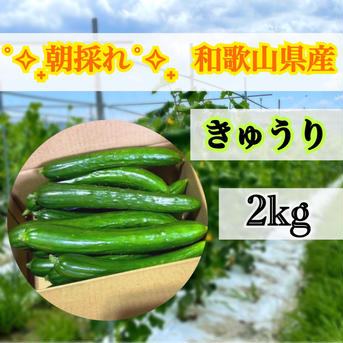 和歌山県産　夏野菜　きゅうり　胡瓜　1.9kg およそ2kg 野菜/きゅうり通販