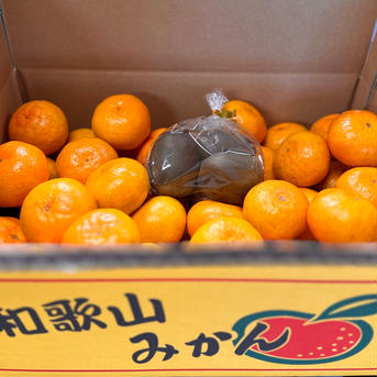 おまけつき！樹上完熟みかん5kg【10月アウルの日限定】 5kg 果物/温州みかん通販