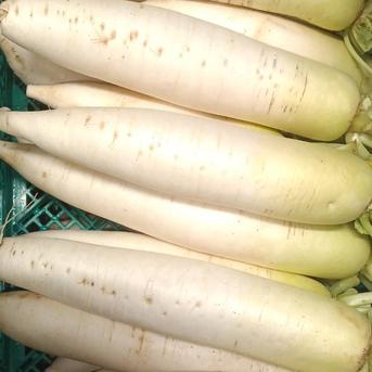 大根 F1 理想大根秋波 | 花＆グリーン 通販 | ホームセンターのカインズ