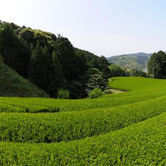 オーガニック茶葉使用の農薬不使用ほうじ茶ティーバッグ４袋　（2.5ｇ10包入×4袋） ★送料当社負担 （2.5ｇ×10包入)×4袋 お茶/緑茶通販