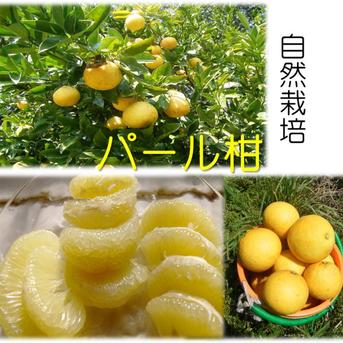 プリっぷりの果肉！農薬不使用のパール柑（文旦類）3キロ 3キロ 果物/オレンジ・その他みかん通販