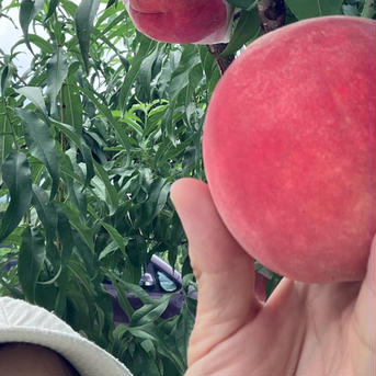 桃 4キロ 2箱 クール 🆒クール便🆒【南アルプスの桃🍑幸茜】4キロ 減農薬/無肥料