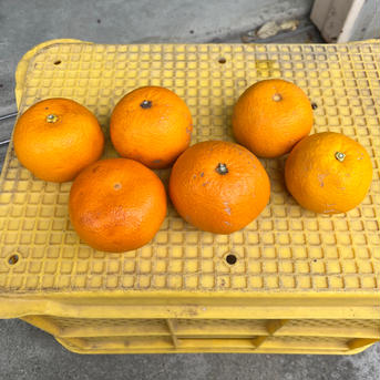 それでもあなたは私の息子【八朔:4kg】 4kg 果物/オレンジ・その他みかん通販