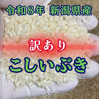 訳あり特価】令和8年産 新潟県産こしいぶきシラタ米 20kg（沖縄・離島