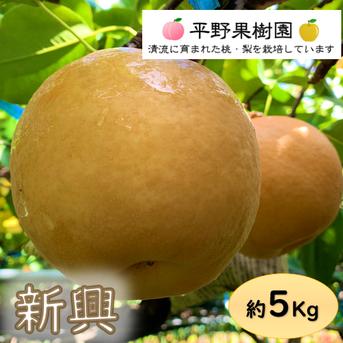 雨が降るの様専用 新興梨 ご家庭用20キロ 最終販売！新興