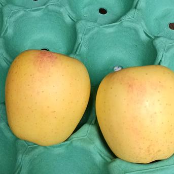 はるかりんご贈答用　3キロ箱 ☆蜜センサー選別品☆高級りんご【はるか】約3kg（8～12玉）【2026年産