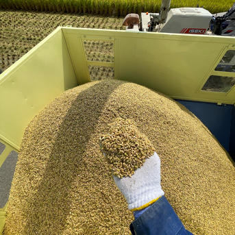 ひとめぼれ20キロ玄米 令和7年産 ひとめぼれ | 玄米 20kg - ふくしま！浜・中・会津のお取り寄せ